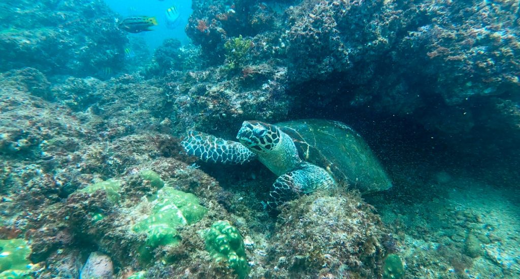 a sea turtle in the ocean in puerto vallarta mexico