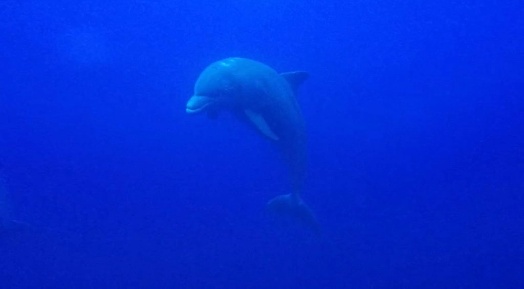 dolphin swimming in the ocean