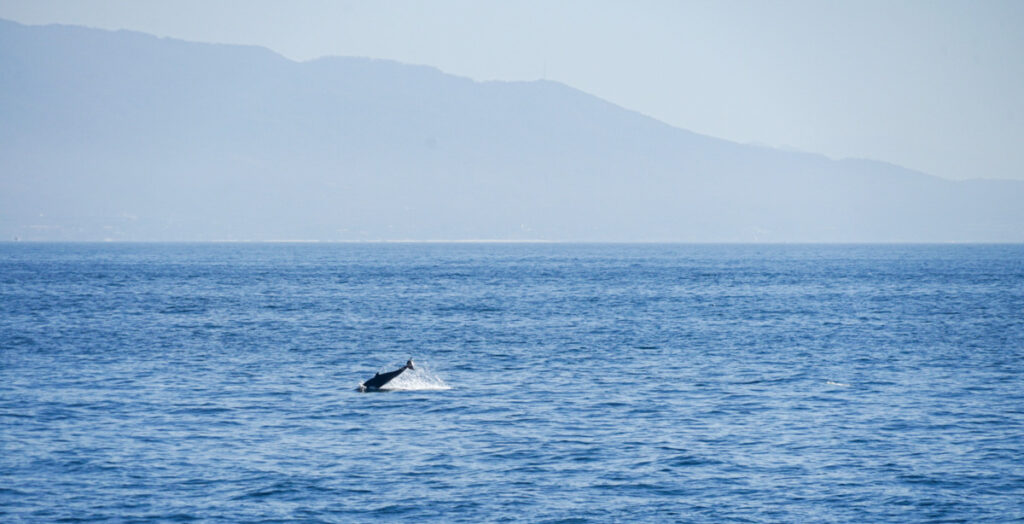 dolphin jumping out of the pacific ocean with mountain in backdrop in puerto vallarta mexico