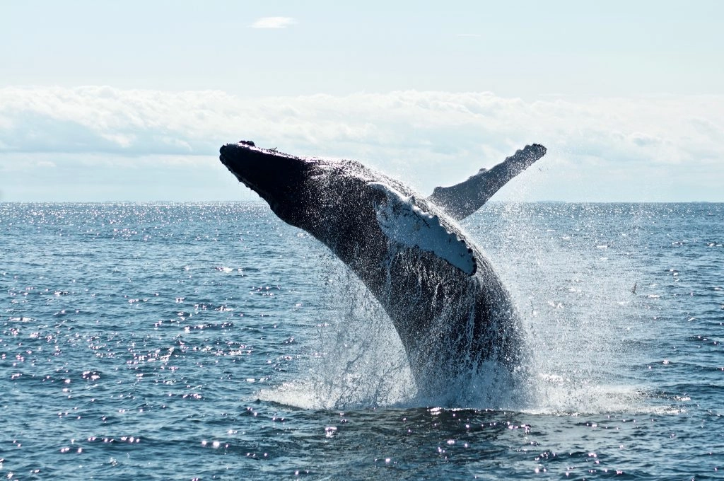 humpback whale breaching