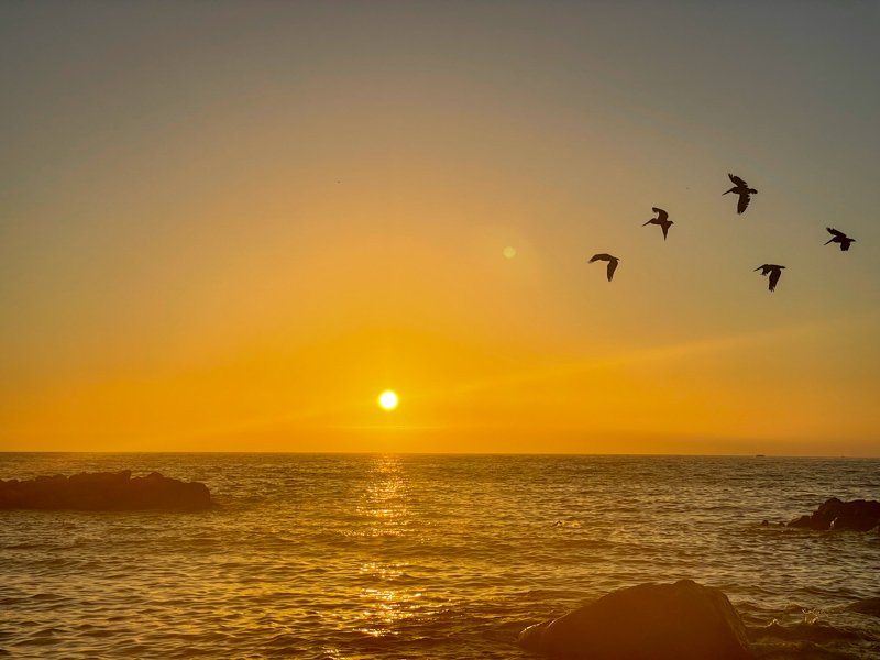 Birds gracefully soar through the air over the shimmering ocean, creating a captivating sight against the backdrop of a breathtaking orange sunset in Puerto Vallarta