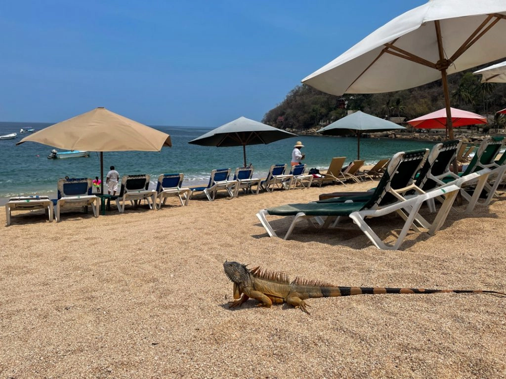 an iguana basks lazily under the warm rays of the Yelapa sun on the beach