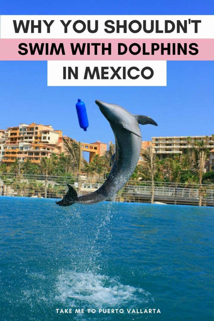 photo of dolphin jumping out of a pool with overlay text that reads why you should't swim with dolphins mexico