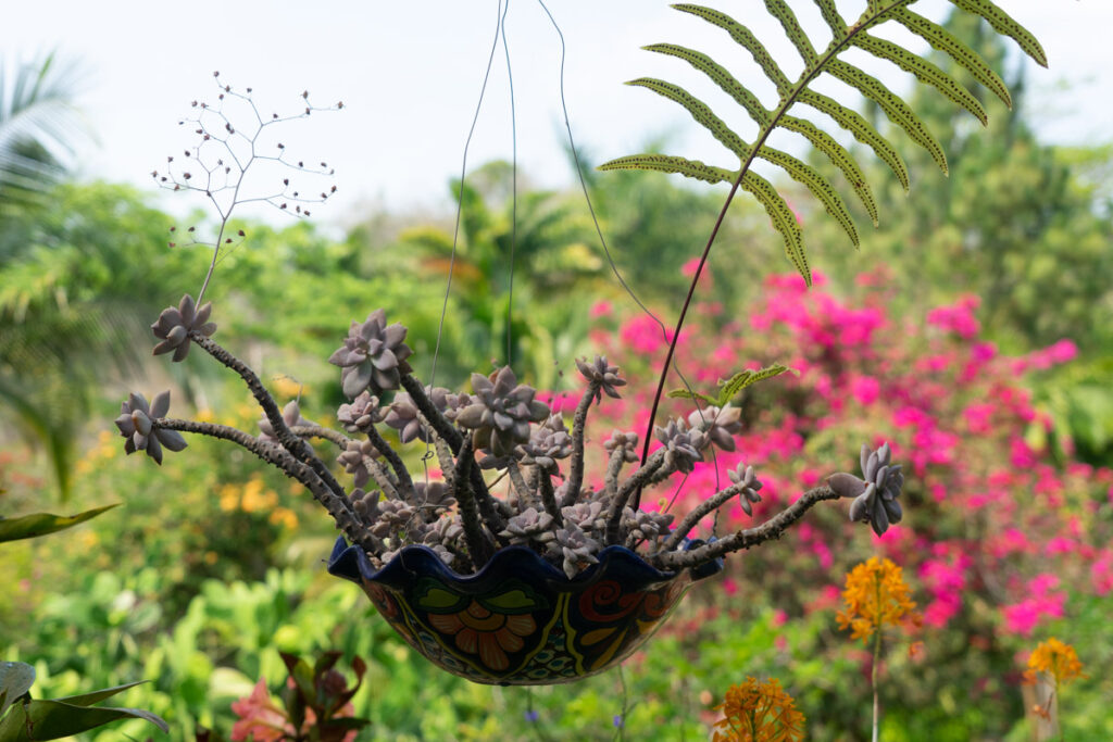 plant at the puerto vallarta botanical garden