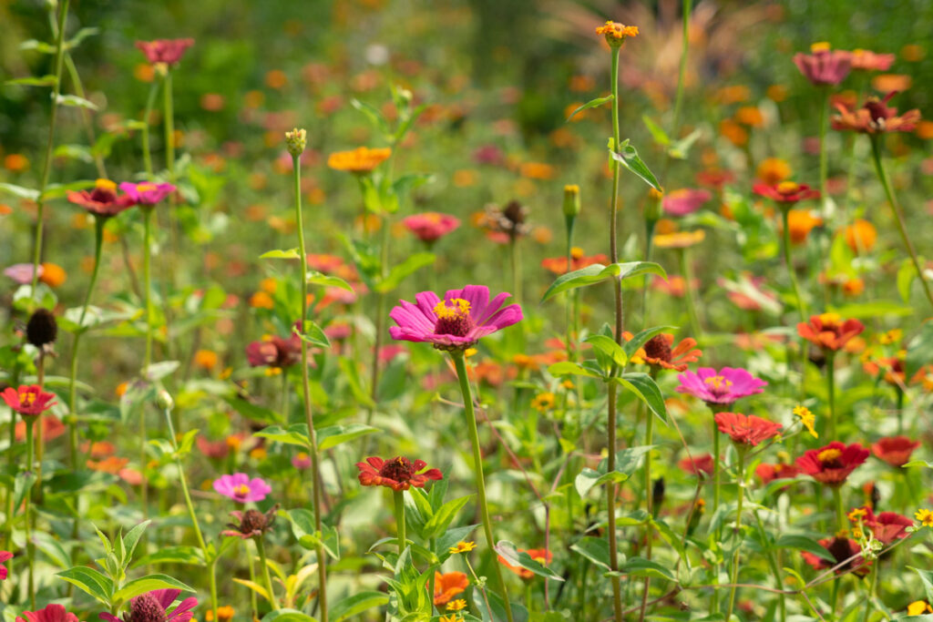 flowers at the botanical gardens