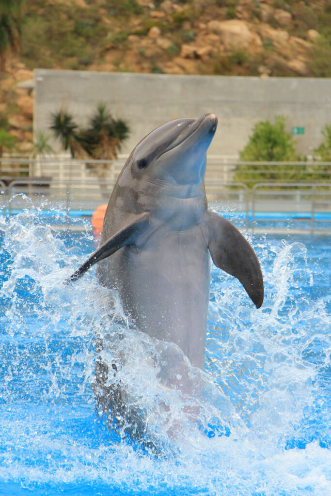 dolphin jumping out of the pool in a captive environment