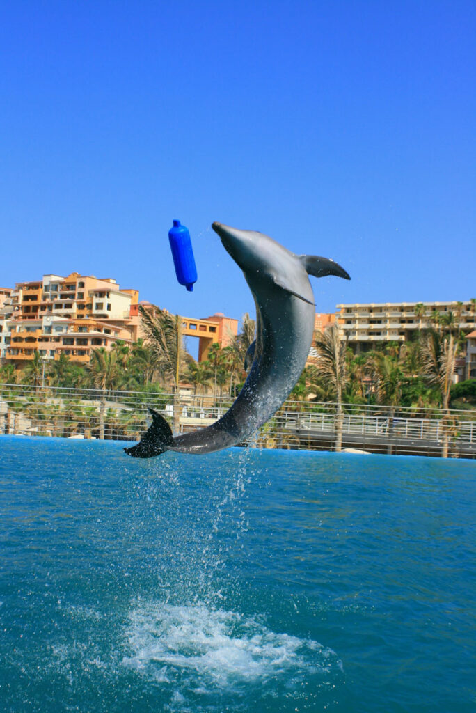 captive dolphin doing tricks 