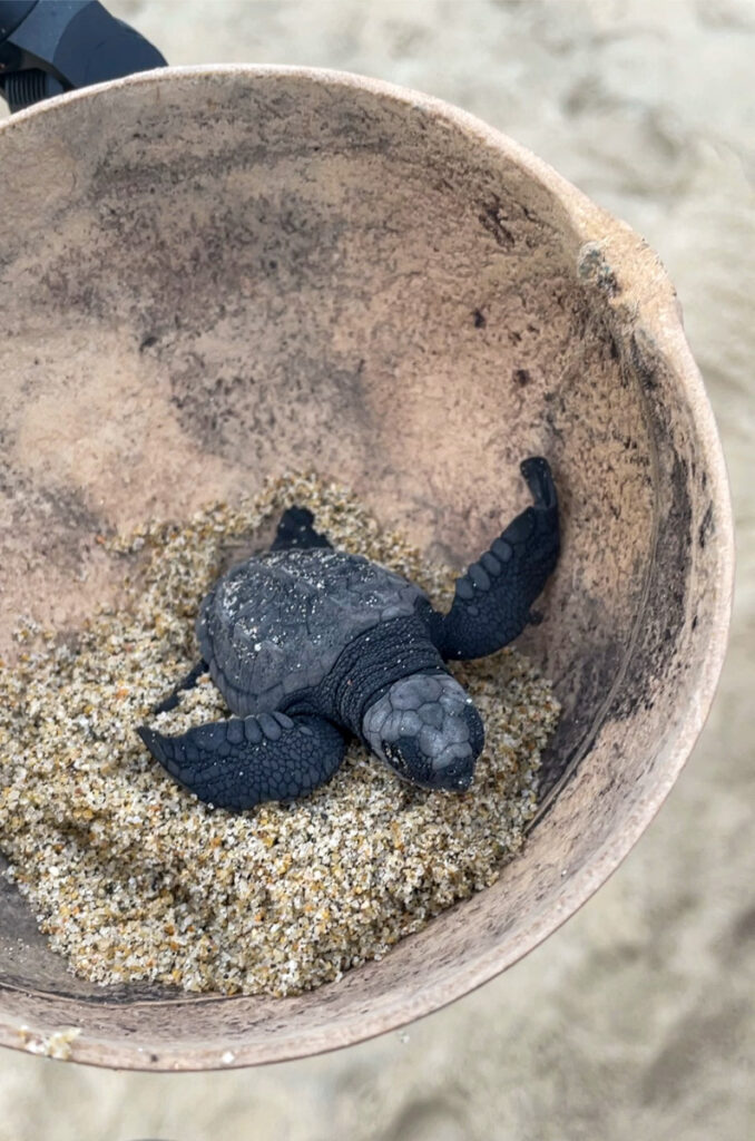 a baby sea turtle in a bowl that's about to be released into the ocean in mexico