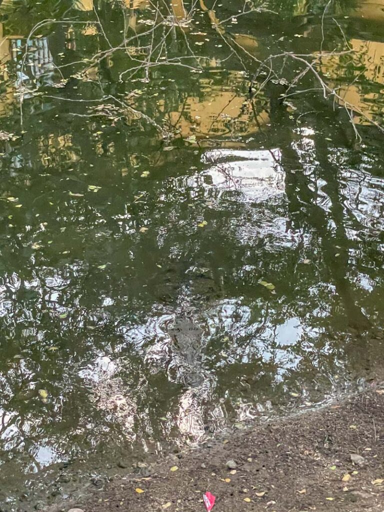 crocodile in murky water in puerto vallarta