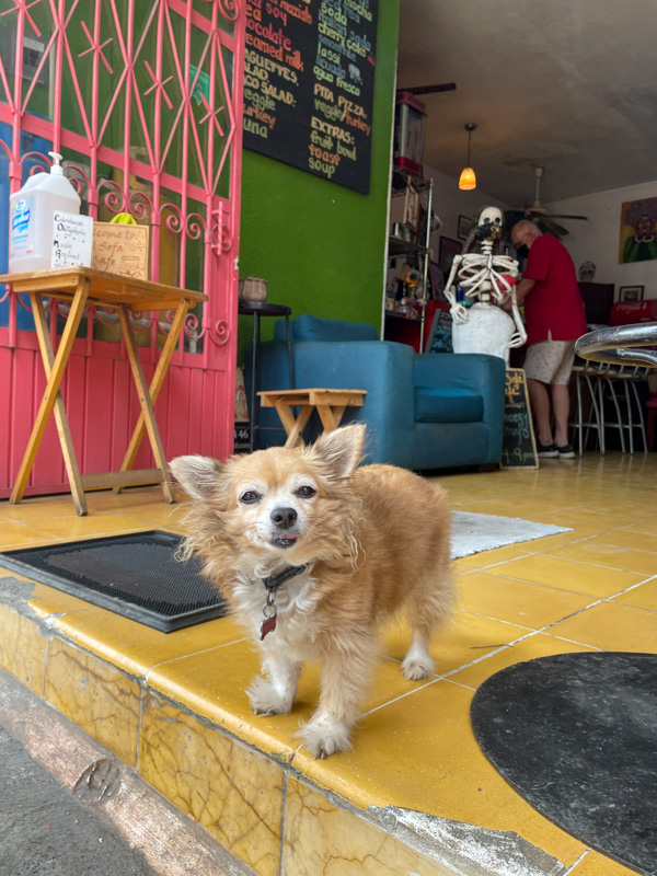 dog at entrance of el sofa puerto vallarta
