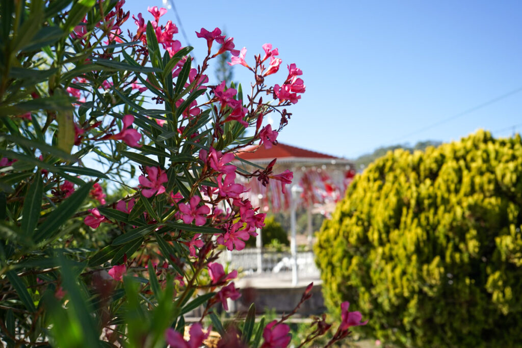 pink flowers in focus with main square of san sebastian del oeste jalisco in the background