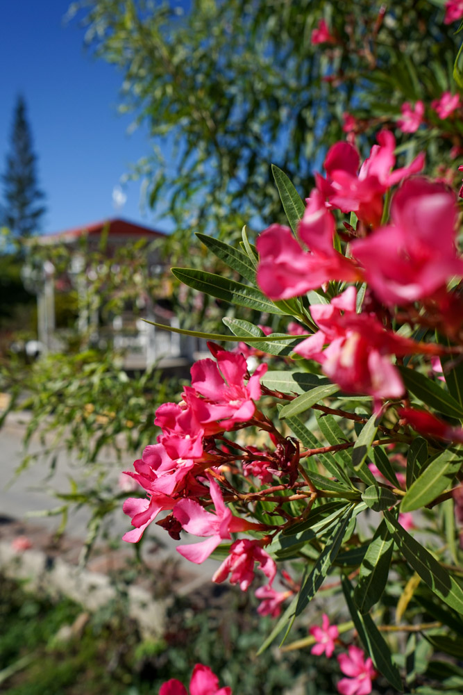 flowers in san sebastian del oeste jalisco