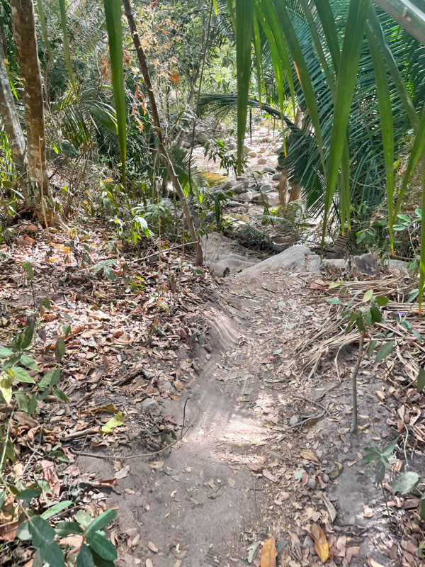 Hiking trails surrounded by lush tropical vegetation