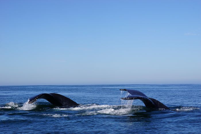 two whales in the pacific ocean