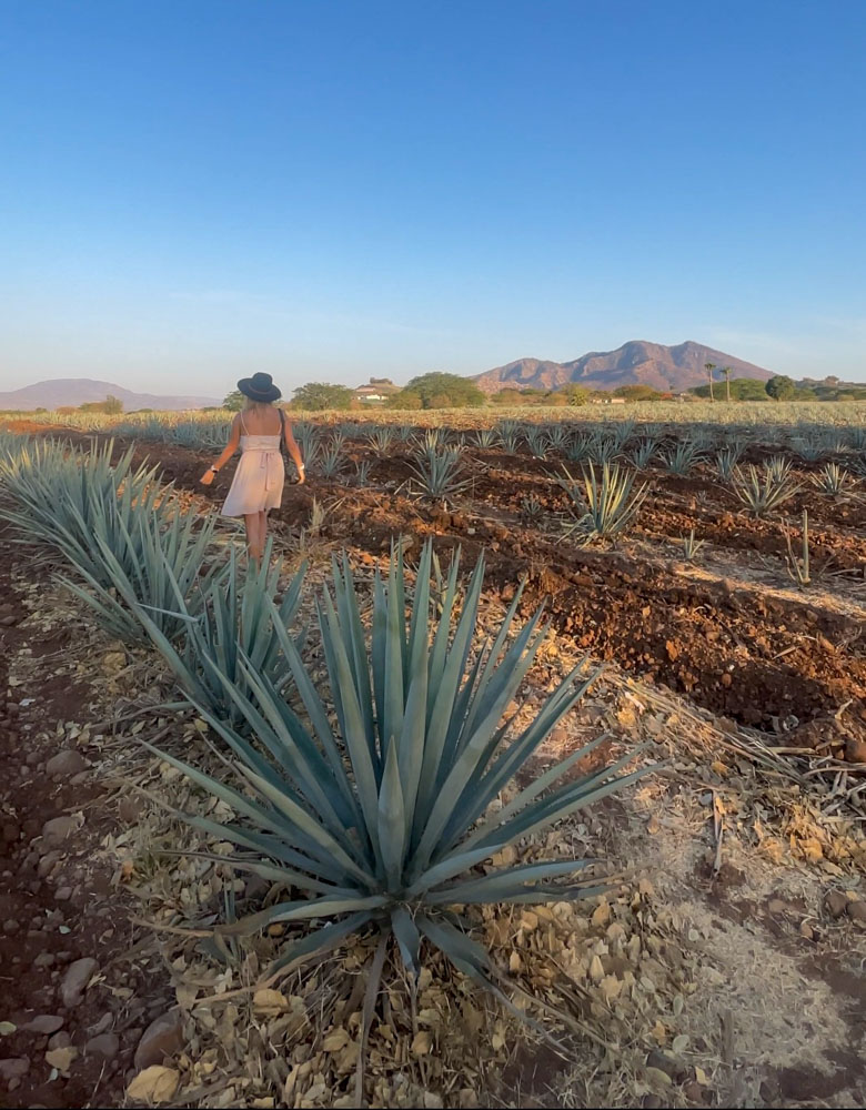 lora walking along fields of agave plants in tequila mexico
