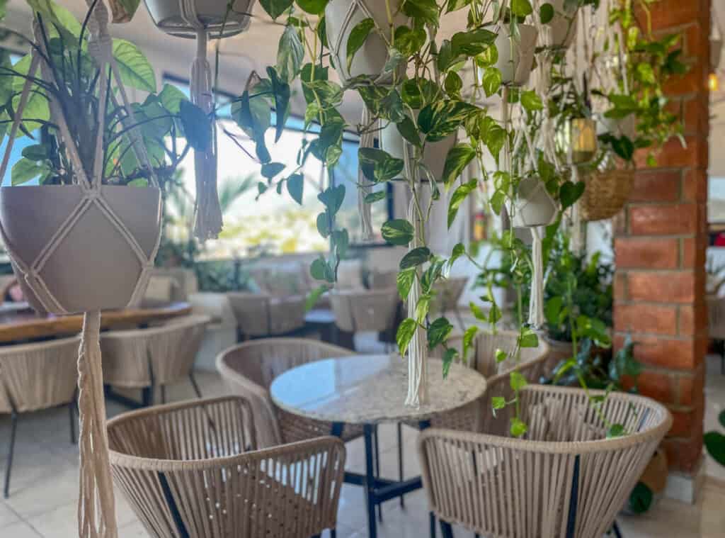 inside vivero wine bar in puerto vallarta. green plants hang from the ceiling over a table and chairs while light comes in from the window.
