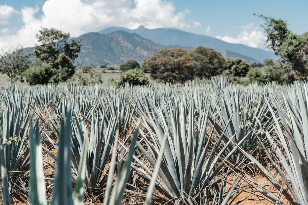 agave fields of tequila