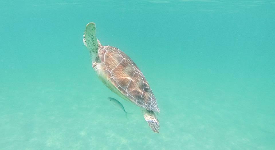 Snorkeling with sea turtle in Akumal Bay Mexico