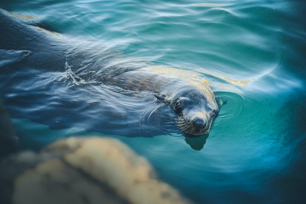 a sea lion in looking at the camera from the water 