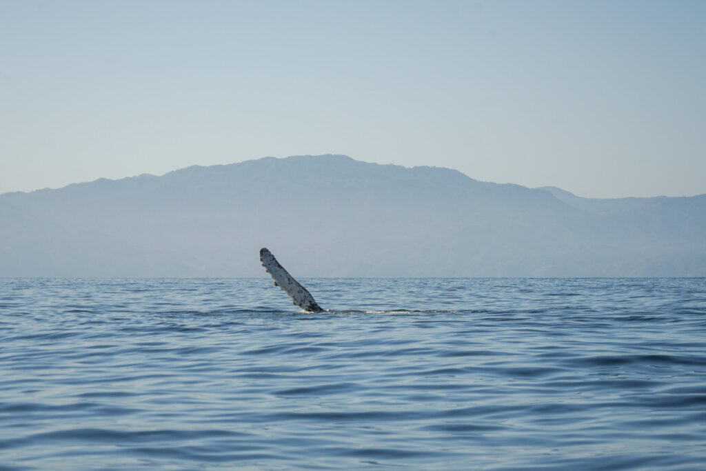 humpback whale fin out of the water in puerto vallarta