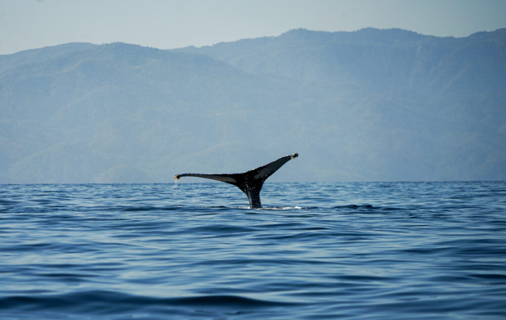 A whale tail emerging from the ocean, showcasing the incredible marine life of Puerto Vallarta.
