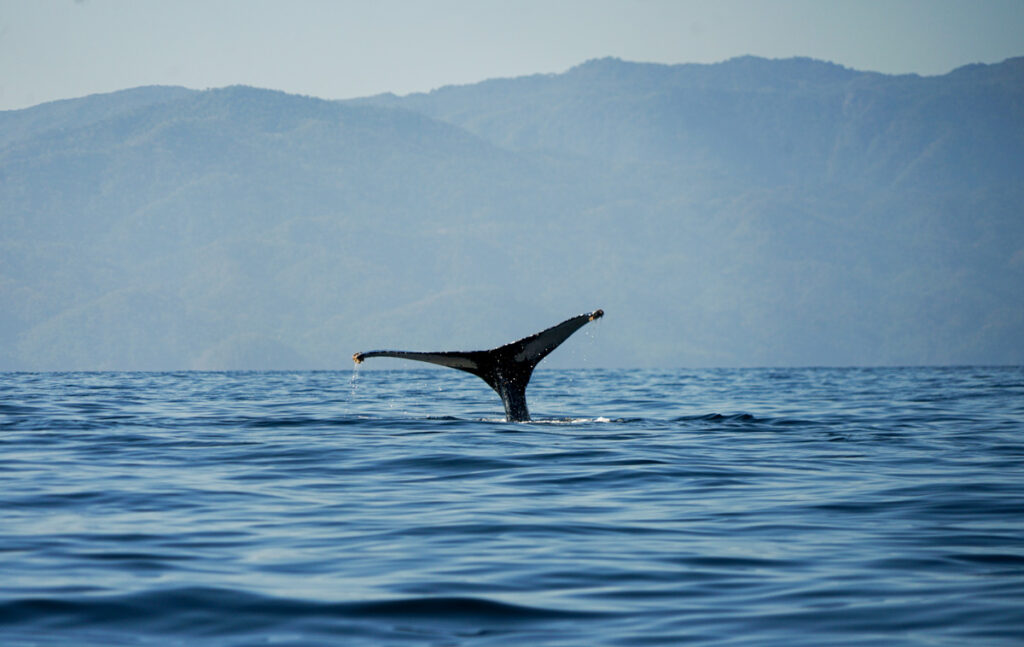 whale tail in puerto vallarta