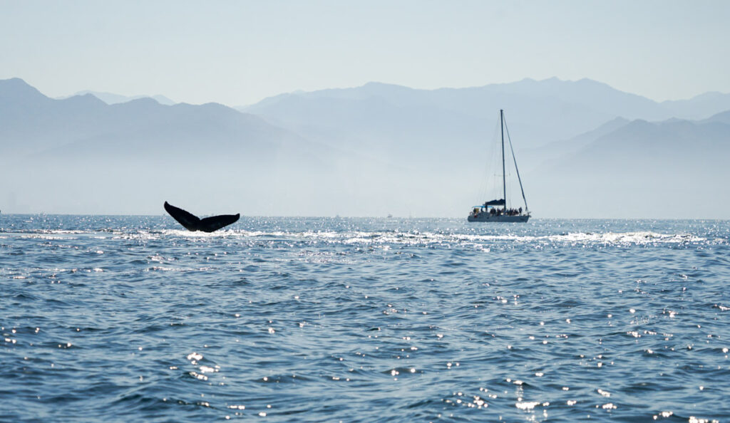 whale tail and boat in bay of banderas mexico