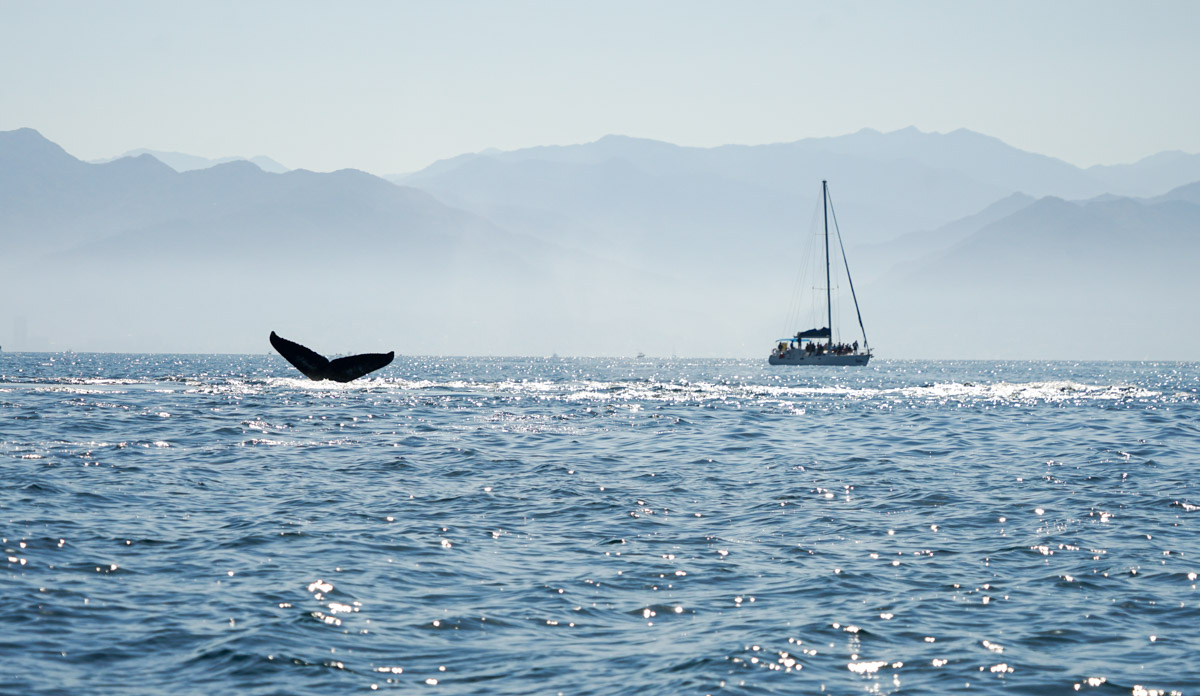 humpback whale tail coming out of the pacific ocean in puerto vallartab mexico