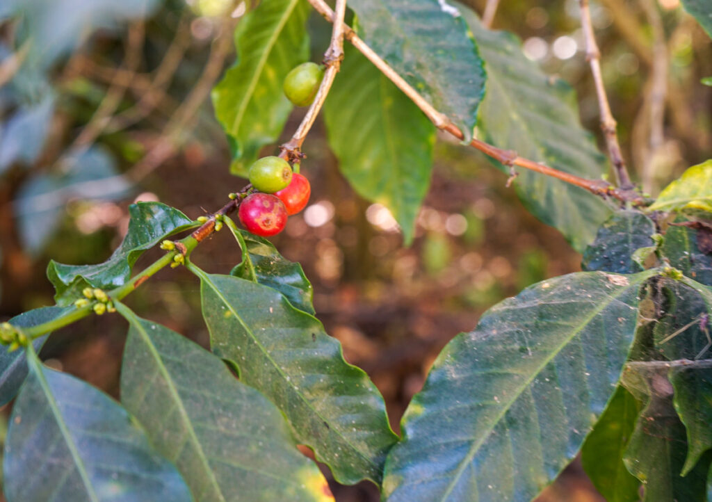 red coffee beans on plant