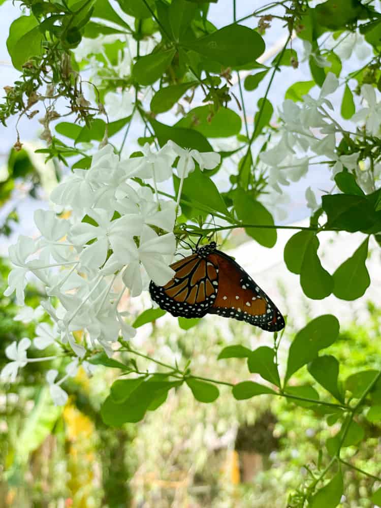 close up shot of a butterfly on a white flower.