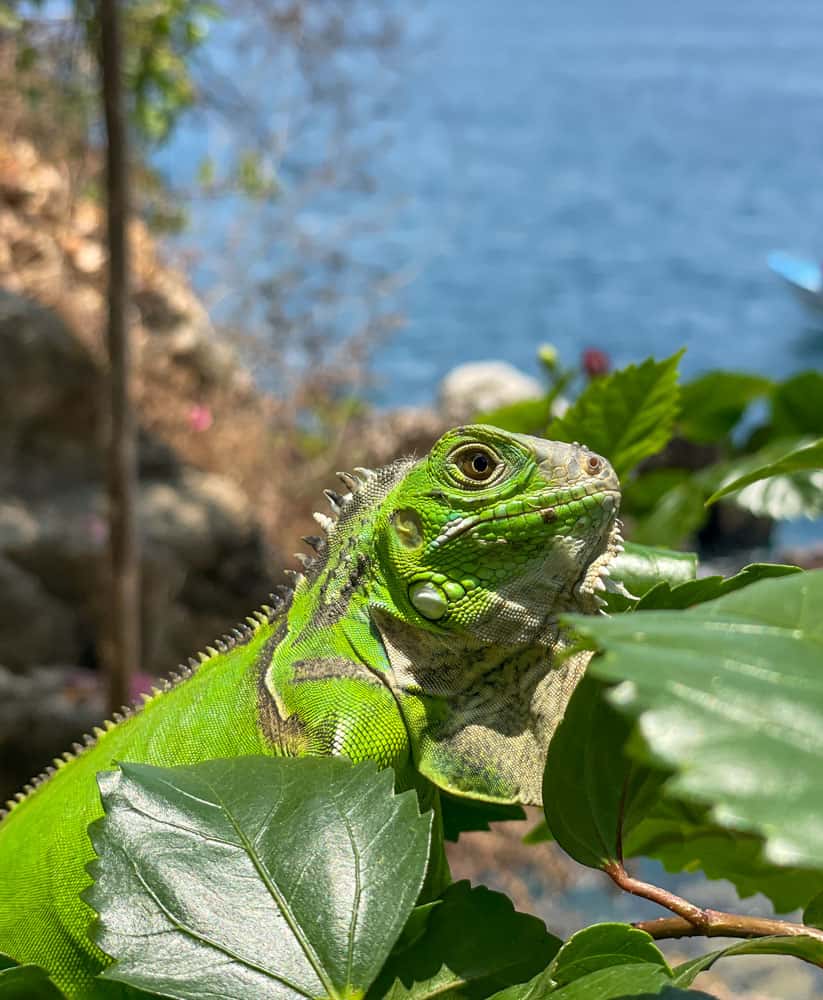 green iguana hiding behind tropical foliage with with ocean behind it in puerto vallarta mexico