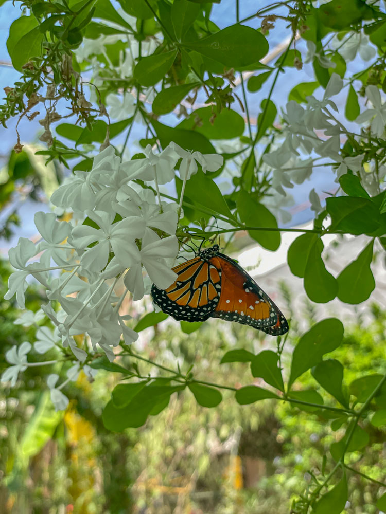 A monarch butterfly resting on a white flower.