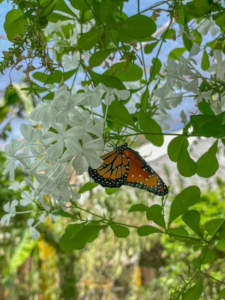 A monarch butterfly resting on a white flower.