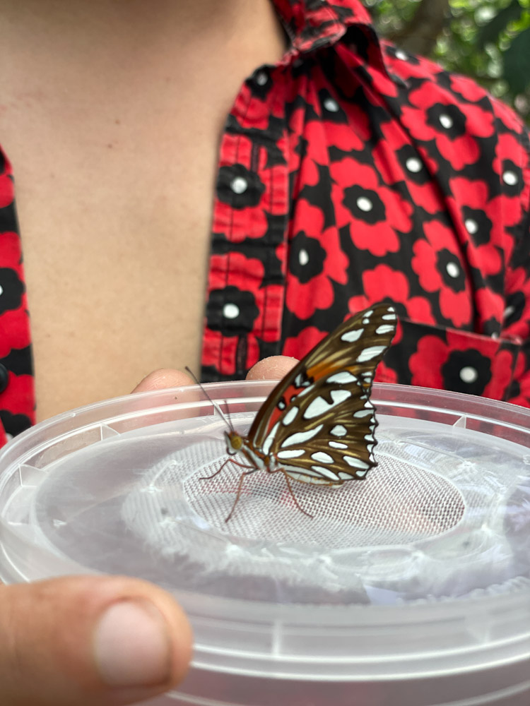 A person holding a butterfly in a clear container.