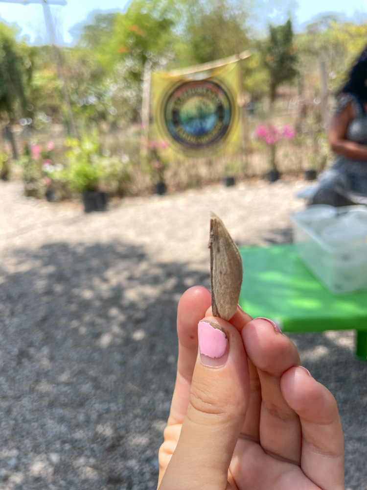 A person holding a small cocoon in front of a table.