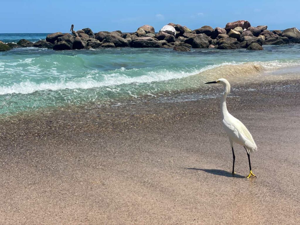 A picturesque white bird on the beach in Puerto Vallarta.