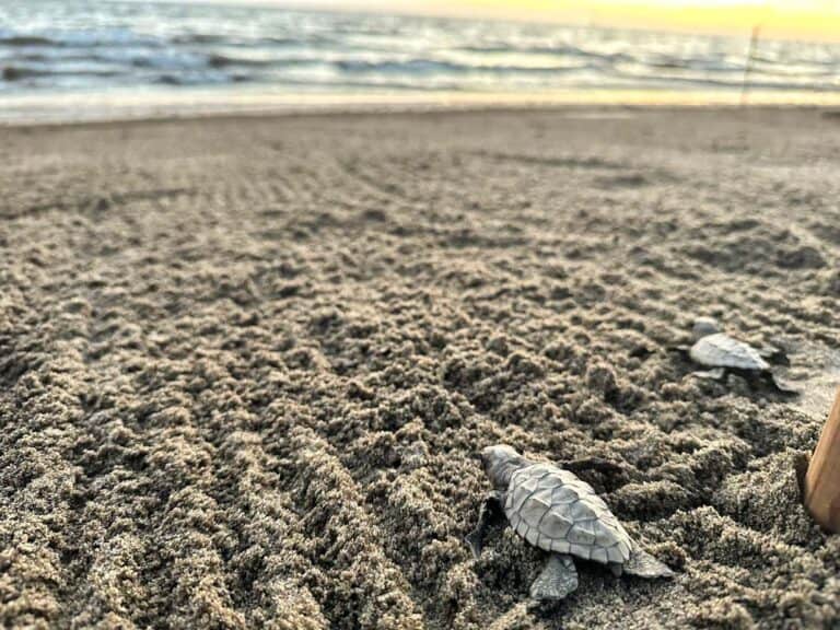 Two small sea turtles make their way across a sandy beach towards the ocean at sunrise.