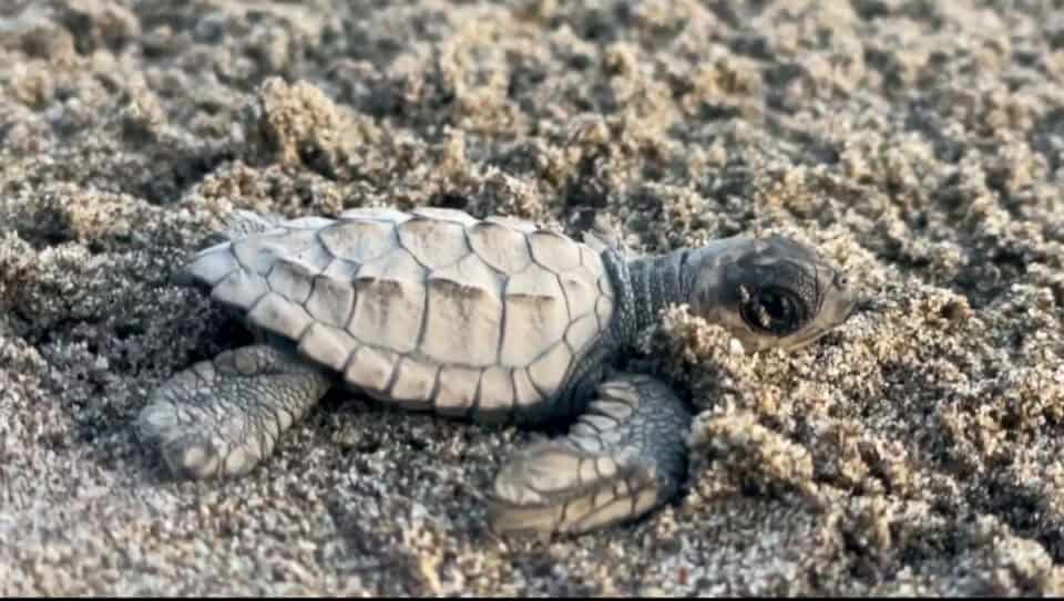 Top Turtle Release in Puerto Vallarta to Join - Take Me To Puerto Vallarta